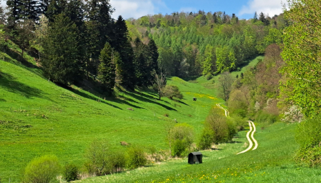 NONNENBÄUME – EINE LANDSCHAFTSGESCHICHTE ZUM KLOSTER SCHÖNTHAL/LANGENBRUCK