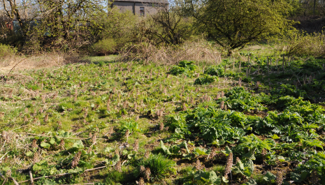 Paisley -  Jenny's Well Nature Reserve