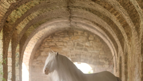 Chopin en Vacances w Klasztorze Dusz Organizator