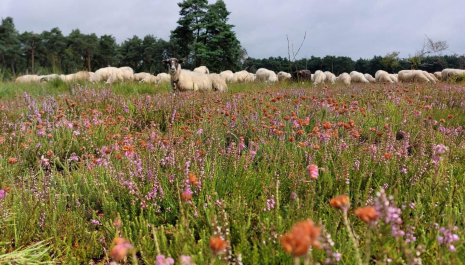 Schaapskudde de Belhamel – Cultureel levend er...