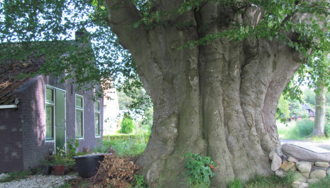 Vervenershuisje en Poppebeam Jubbega