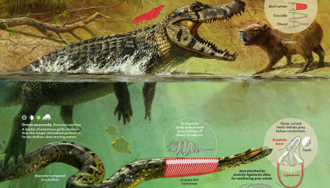 Imágenes de la ciencia: construyendo el patrimonio visual del conocimiento