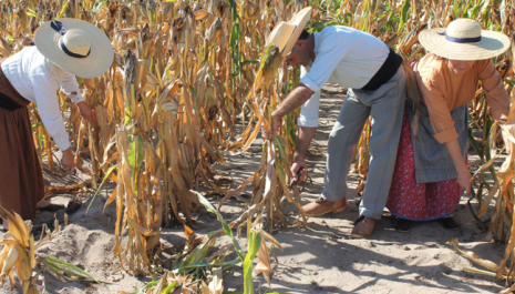APANHA TRADICIONAL DO MILHO