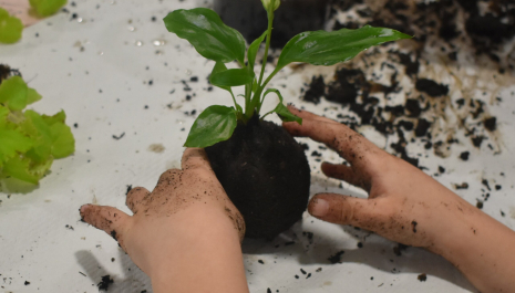 KOKEDAMA, LA BOLA DE MUSGO