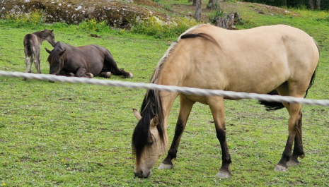 Åpen dag på Burud gård