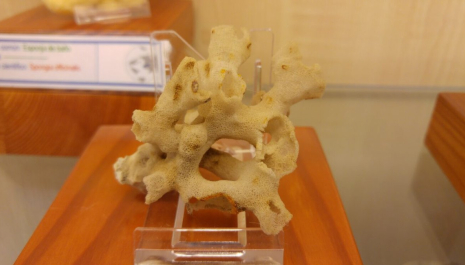 La arquitectura de la naturaleza: construyendo la vida