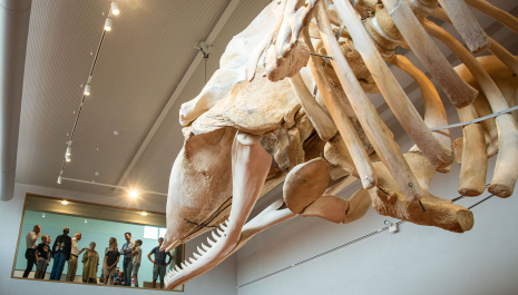 Architectuurwandeling in en rond het NAVIGO Visserijmuseum
