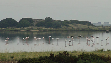 Costruzioni neolitiche a Cuccuru Ibba nella laguna di Santa Gilla fra i Comuni di Assemini e Capoterra
