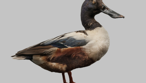 Architettura, l'arte di costruire