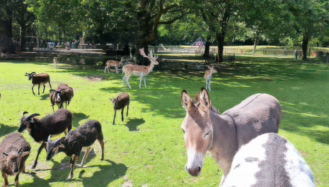 Kinderboerderij De Hazewinkel