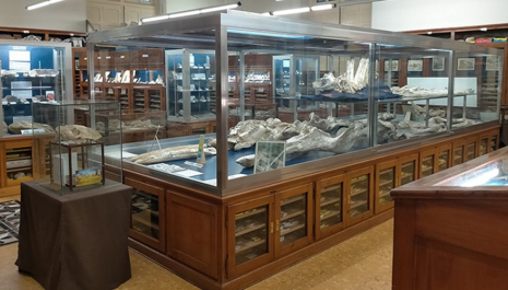 Un passeig per la història de la vida a la Terra.