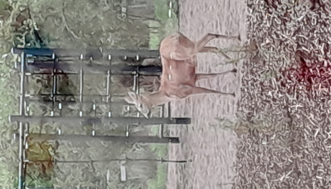Koulun pihalla vierailee usein myös kauriita.